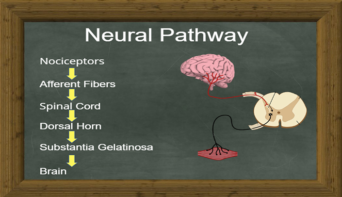 Image-in-12-slide-of-Neuro20_-The-Potential-Science-Protocols-and-Best-Practice-4_11_2025