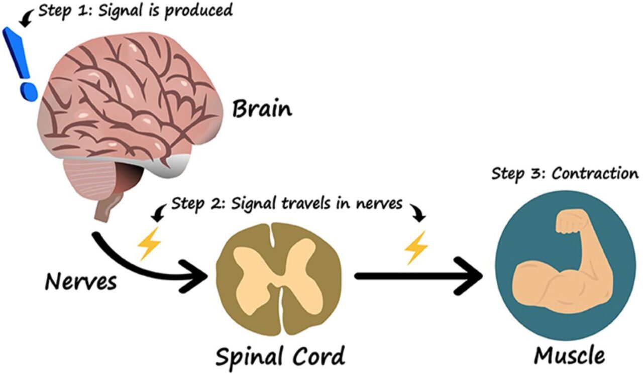 Image-in-slide-11-of-Neuro20_-The-Potential-Science-Protocols-and-Best-Practice-4_11_2025-1280×745