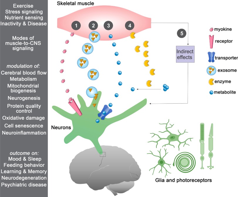 Image-in-slide-14-of-Neuro20_-The-Potential-Science-Protocols-and-Best-Practice-4_11_2025