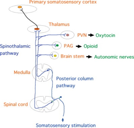 Image-in-slide-18-of-Neuro20_-The-Potential-Science-Protocols-and-Best-Practice-4_11_2025-1