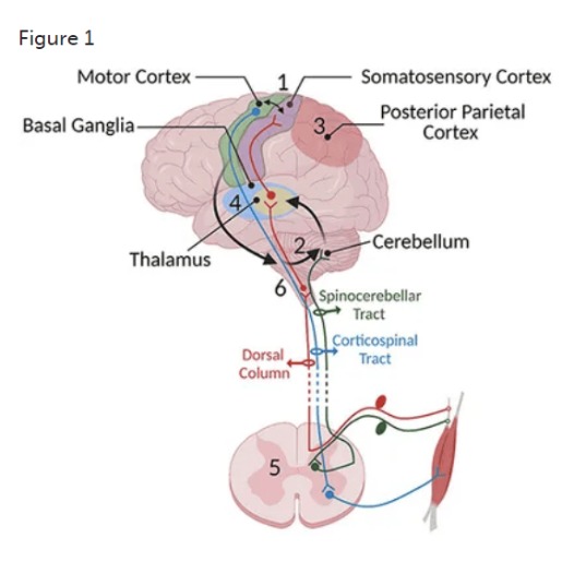 Image-in-slide-18-of-Neuro20_-The-Potential-Science-Protocols-and-Best-Practice-4_11_2025