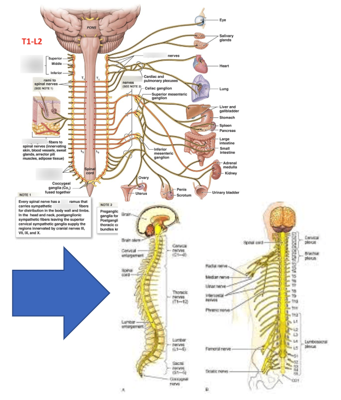 right-arrow-image